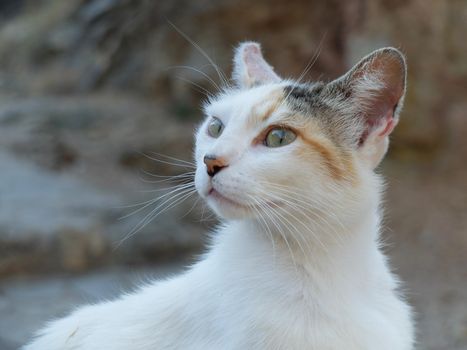 Portrait of a lovely young white female stray cat with yellow-green wild and beautiful eyes. Probably a descendant of a calico cat.