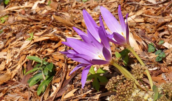 Purple naked ladies showing up in autumn. Other names of this flower are: Colchicum autumnale, autumn crocus, meadow saffron
