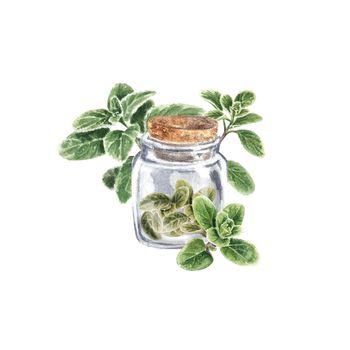 Marjoram green in a jar on a white background. Dried Marjoram , seasoning for dishes. Watercolor illustration of Provencal herbs of the Marjoram are suitable for postcards, menu design