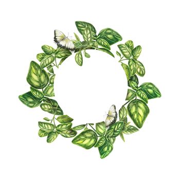 The frame is round with basil on a white background. Watercolor frame for inscriptions. The wreath of fresh Provencal herbs is isolated. The illustration is suitable for design, menus, posters, labels.