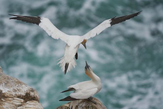 Gannets (Morus bassanus) courting on Great Saltee Island off the coast of Ireland.