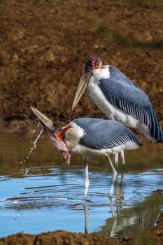 Specie Leptoptilos crumenifer family of Ciconiidae