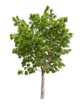 The Single Tree isolated on white background, With Clipping path.