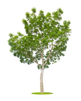 The Single Tree isolated on white background, With Clipping path.