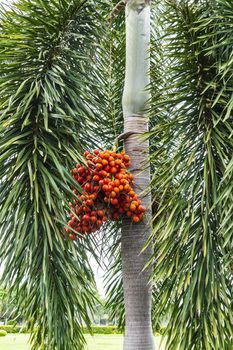 The Betel nuts or areca nuts on the tree