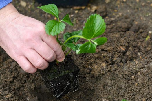 Man planting strawberries plants in a garden