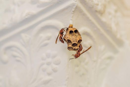 Wasp nest with wasps sitting on it. Wasps polist. The nest of a family of wasps which is taken a close-up.