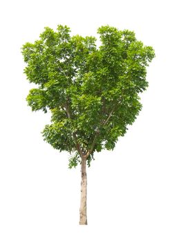 The Single Tree isolated on white background, With Clipping path.