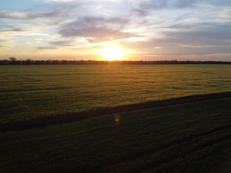 Green wheat field in countryside, close up. Field of wheat blowing in the wind at sunny spring day. Young and green Spikelets. Ears of barley crop in nature. Agronomy, industry and food production