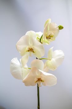 Beautiful tropical orchid flower. isolated white orchid flower. white background. Space for text