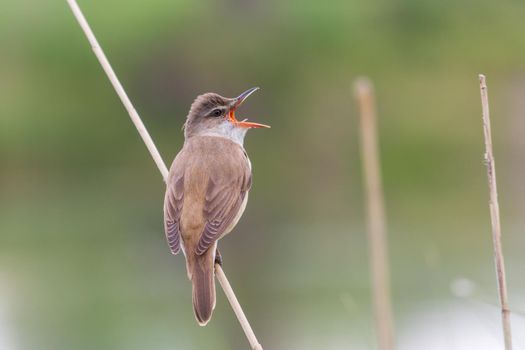 bird sings with its mouth open, sitting on a reed, wild nature
