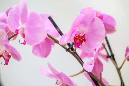 Beautiful tropical orchid flower. isolated purple orchid flower. white background. Space for text