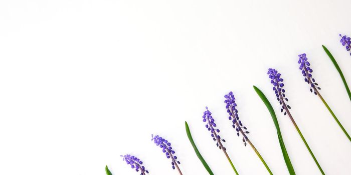 Postcard layout. Flat lay, top view. Small bouquet of blue hyacinths and copy space for text. Greeting card for holiday. Grape Hyacinth Muscari. First spring flowers