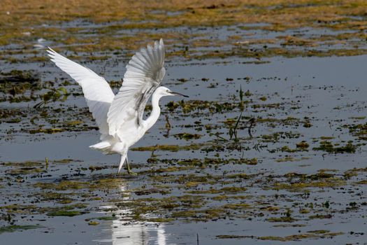 egret bird on the lake looking for prey in the summer time