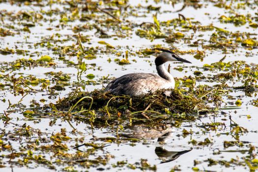 podiceps cristatus duck that made the nest in the lake summer time