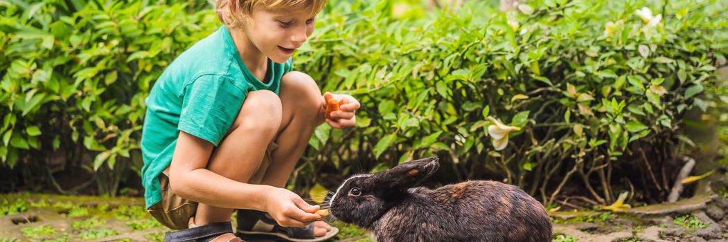 The boy feeds the rabbit. Cosmetics test on rabbit animal. Cruelty free and stop animal abuse concept. BANNER, LONG FORMAT