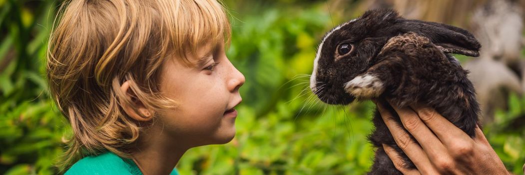 The boy feeds the rabbit. Cosmetics test on rabbit animal. Cruelty free and stop animal abuse concept. BANNER, LONG FORMAT