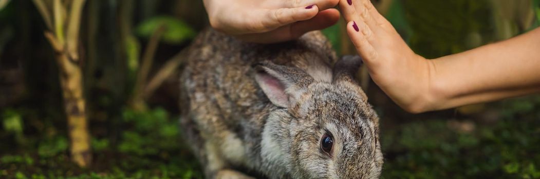 Hands protect rabbit. Cosmetics test on rabbit animal. Cruelty free and stop animal abuse concept. BANNER, LONG FORMAT