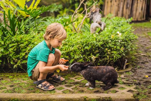 The boy feeds the rabbit. Cosmetics test on rabbit animal. Cruelty free and stop animal abuse concept.