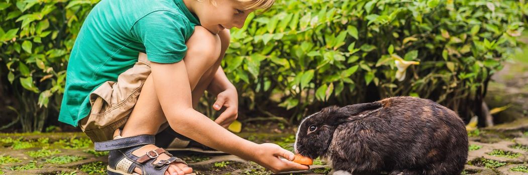 The boy feeds the rabbit. Cosmetics test on rabbit animal. Cruelty free and stop animal abuse concept. BANNER, LONG FORMAT