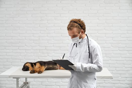 Side view of veterinary doctor in lab coat, protective mask and gloves writing in folder after examining small dog on white table with brick wall background. Concept of vet work procedure.