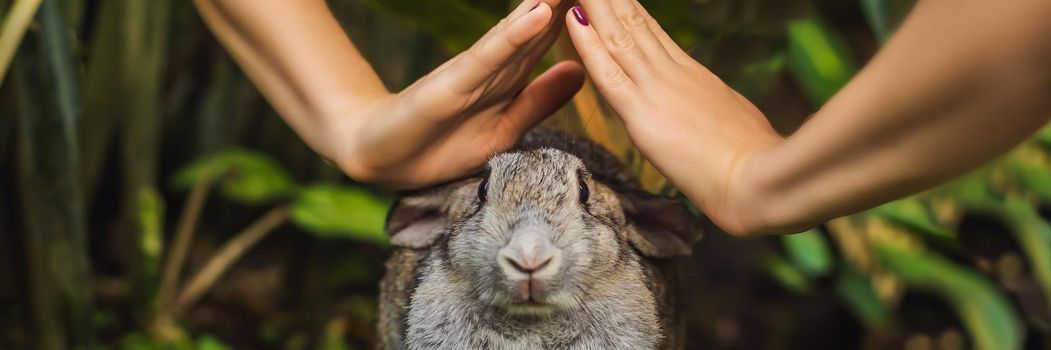 Hands protect rabbit. Cosmetics test on rabbit animal. Cruelty free and stop animal abuse concept. BANNER, LONG FORMAT