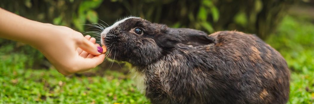 Hands feed the rabbit. Cosmetics test on rabbit animal. Cruelty free and stop animal abuse concept. BANNER, LONG FORMAT