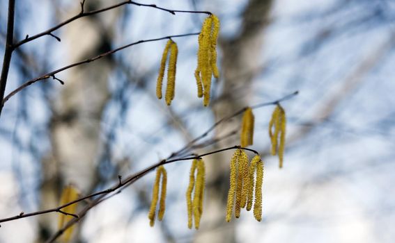 Blooming birch branches with fresh new leaves in spring. Forest in early spring.