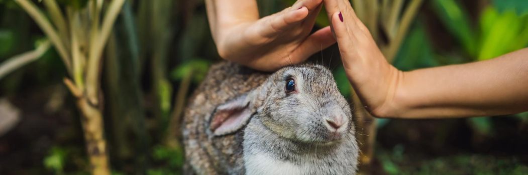 Hands protect rabbit. Cosmetics test on rabbit animal. Cruelty free and stop animal abuse concept. BANNER, LONG FORMAT