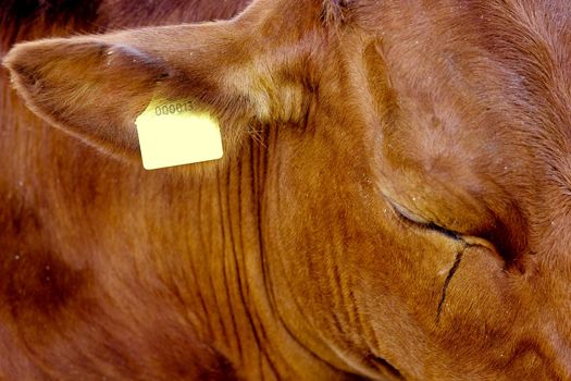 crying cow