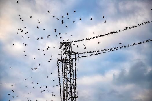 A flock of birds flying at power line cable. View up, horizontal.