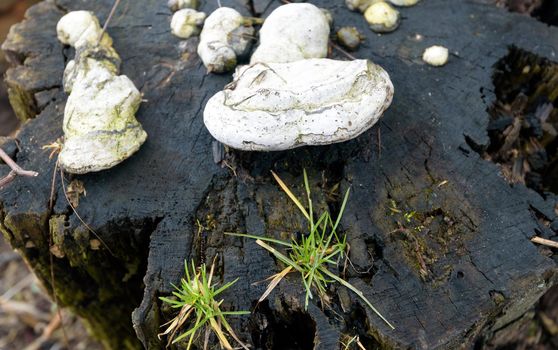 Mushrooms and fungi growing on a old tree stump