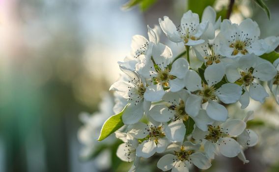 blooming garden. Flowering pear branch. flower close-up.