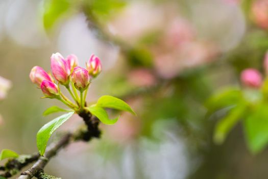 Blooming apple tree in spring after rain.