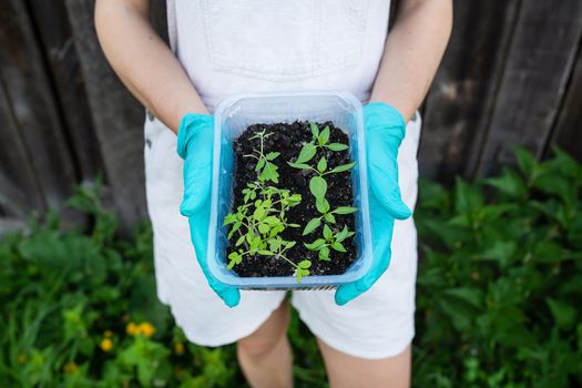 Pepper and tomato seedlings in peat soil in a plastic seedling tray. Young seedlings of pepper. The concept of gardening and seedlings. Young plant. The girl is holding a sapling in her hands