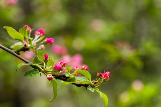 Blooming apple tree in spring after rain.