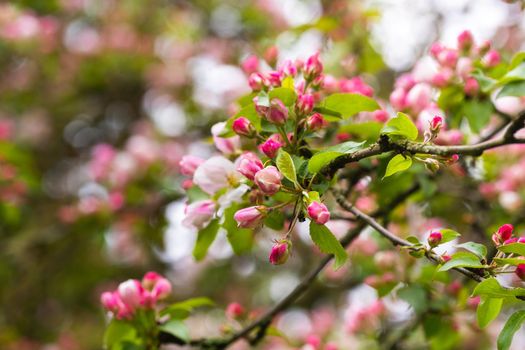 Blooming apple tree in spring after rain.