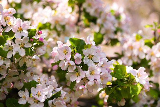 Background of apple tree branches with pink flowers on a blue sky background.