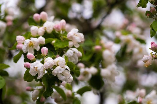 Blooming apple tree in spring after rain.