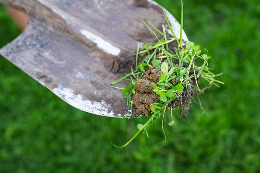 Shit on the grass with a natural background, the shit is removed with a shovel. Cleaning up after your pet