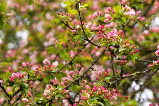 Blooming apple tree in spring after rain.