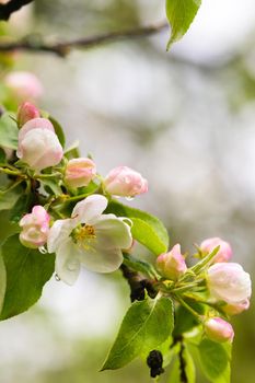 Blooming apple tree in spring after rain.