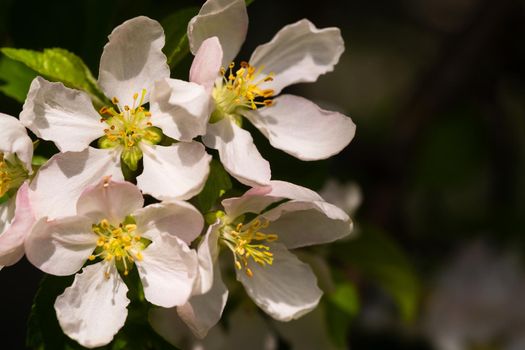 Background of apple tree branches with pink flowers on a sunny day.