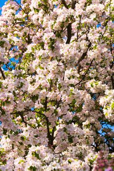 Background of apple tree branches with pink flowers on a blue sky background.