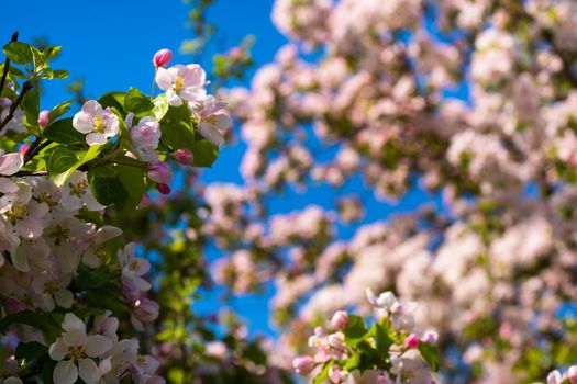 Background of apple tree branches with pink flowers on a blue sky background.