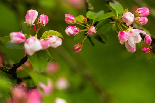 Blooming apple tree in spring after rain.