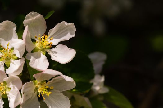 Background of apple tree branches with pink flowers on a sunny day.