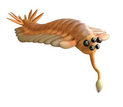 Opabinia was an arthropod predatory animal that lived in the seas of the Cambrian Age of British Columbia.