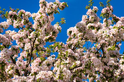 Background of apple tree branches with pink flowers on a blue sky background.