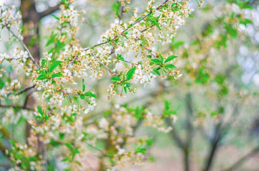 Cherry tree blossom in spring, close-up view, blurring background